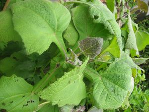 YACON-LEAVES YACON-LEAVES