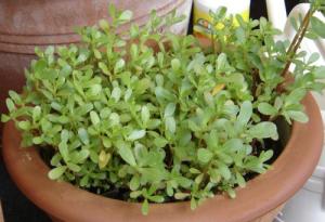 PURSLANE-2