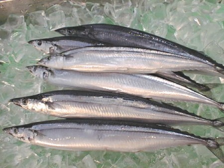 Japanese Long Fish Japanese Seasonal Fish: Sanma/Mackerel Pike | SHIZUOKA GOURMET