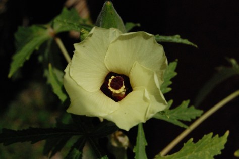 OKRA-FLOWER