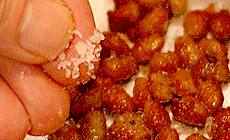 IRI-NATTO-6