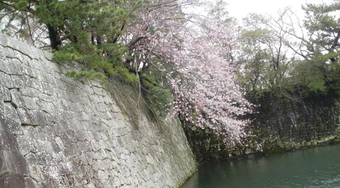 Cherry Blossoms At Last Blooming in Shizuoka City!