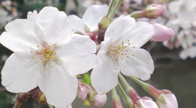 Cherry Blossoms-Mizuochi Police Box, Aoi Ku, ShIzuoka City!