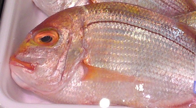 More  Seafood & Fish at PARCHE Supermarket in Shizuoka City!-And Sea Slug!