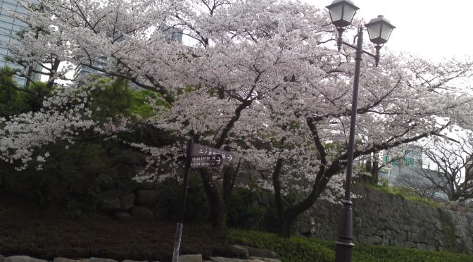 Cherry Blossoms in Sumpu Castle Park, Shizuoka City!