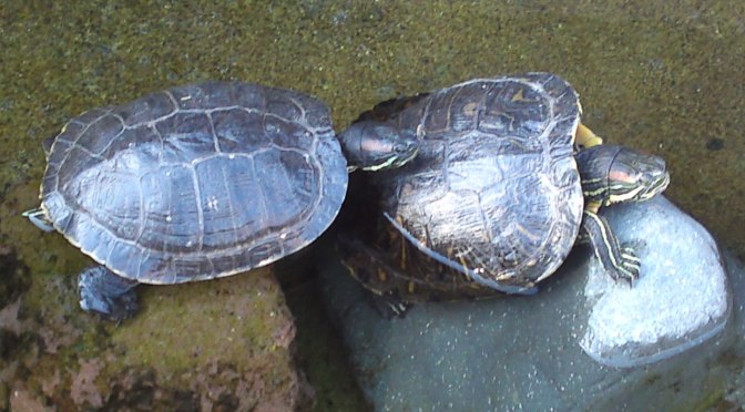 Turtles Basking in the Sun in Yui, Shizuoka City!