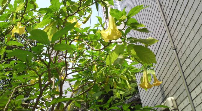 Angel Trumpets in Shizuoka City: Beautiful,  but Beware!