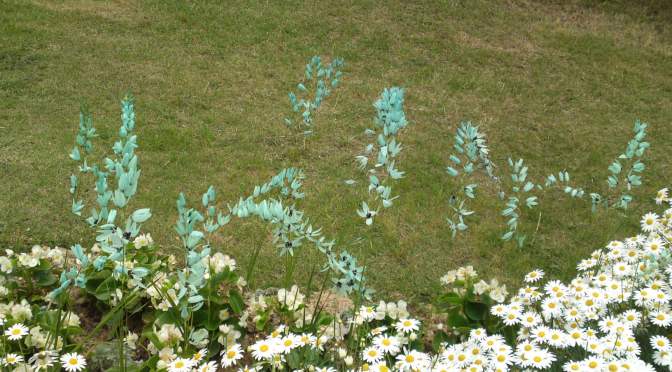 Flower Alleys, Hedges, Squares & Houses in Hamana Lake Flower Garden in Hamamatsu Ciy!