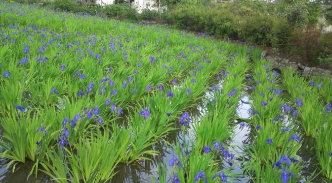 Private Garden “Hasu Ike” in Shizuoka city!