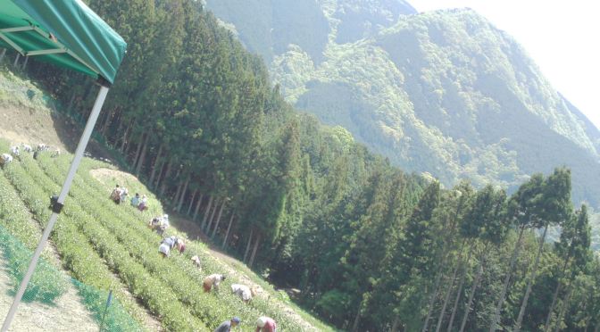 First Harvest in a brand new Tea Field in Shizuoka with Marufuku Tea Company!