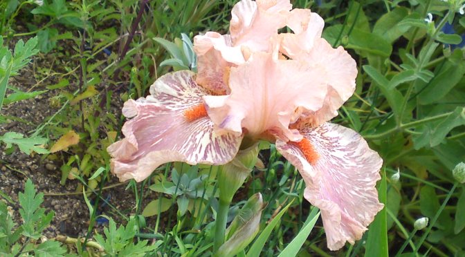Irises in Hamana Lake Flower Garden in Hamamatsu Ciy!