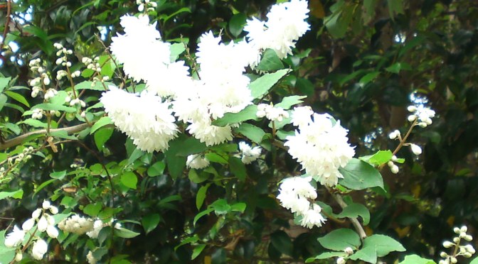 Mysterious Flowers at Hamana Lake Flower Garden