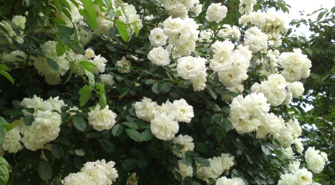 Roses in Hamana Lake Flower Garden in Hamamatsu Ciy!