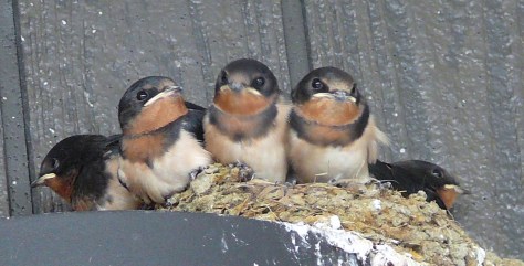 KYOTO-EAVES-SWALLOWS-1