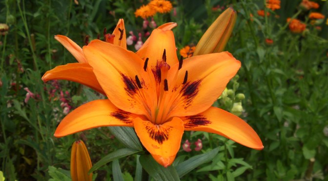 Stunning Flowers at Hamana Lake Flower Garden in Hamamatsu City!