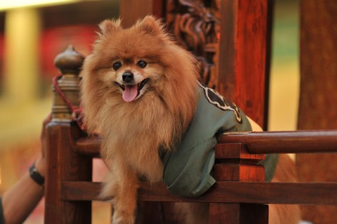 yoshiwara_gion_matsuri_2013_7341