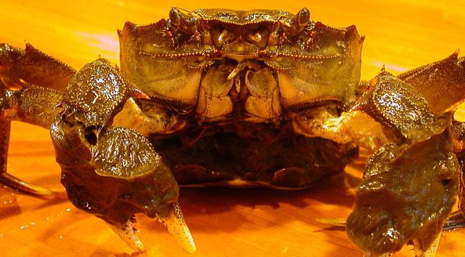 Japanese Crab Species 4: Japanese Mitten Crab/Mokuzugani (expanded)