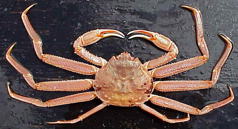 Japanese Crab Species 1: Snow crab/Suwaigani/ズワイ蟹 (expanded