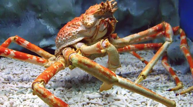 Japanese Crab Species 3: Japanese Spider Crab/Takaashigani (expanded)