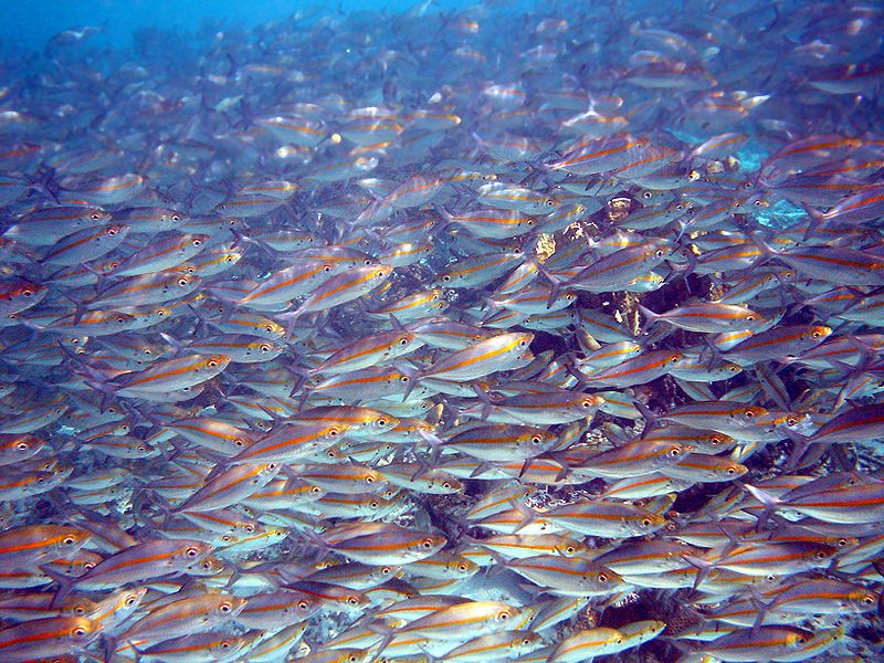 Japanese Fish: Japanese~English Lexicon (regularly amended
