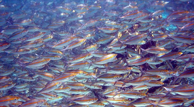 Japanese Fish Species 5: Kampachi/Amberjack