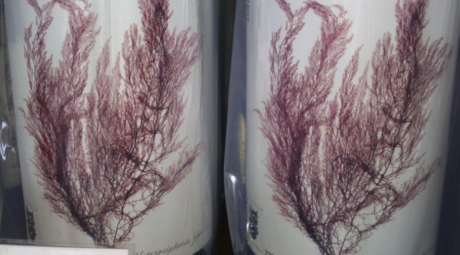 Shizuoka Sake Tasting: Takashima Brewery-Hakuin Masamune Yamahai Junmai Hiyaoroshi Genshu