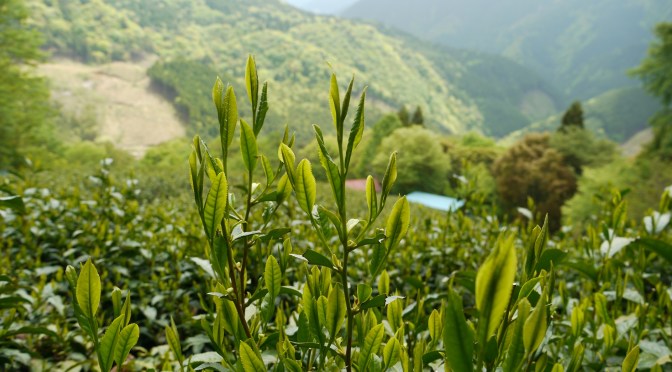 Japanese Tea Sommelier in Japan: Florent Weugue