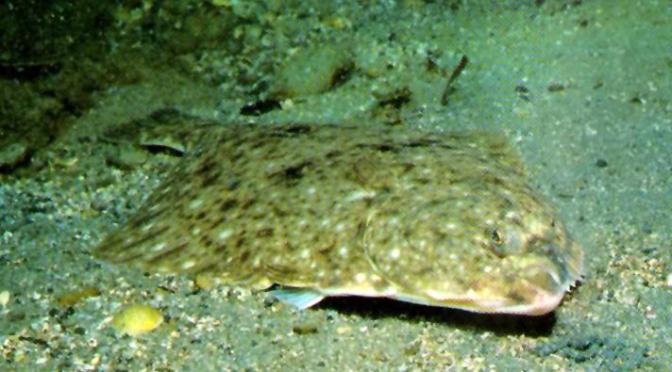 Japanese Fish Species 5: Ishigarei/Stone Flounder