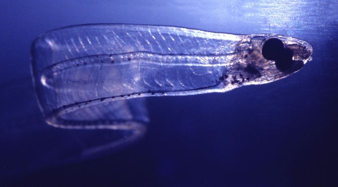 Japanese Fish Species 12: Noresore/Conger Eel Whitebait