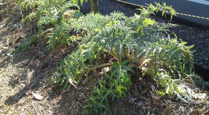 Organic and Natural Agriculture with Mentally-impaired Patients at “Workshop Leaf “in Shizuoka City (1)!