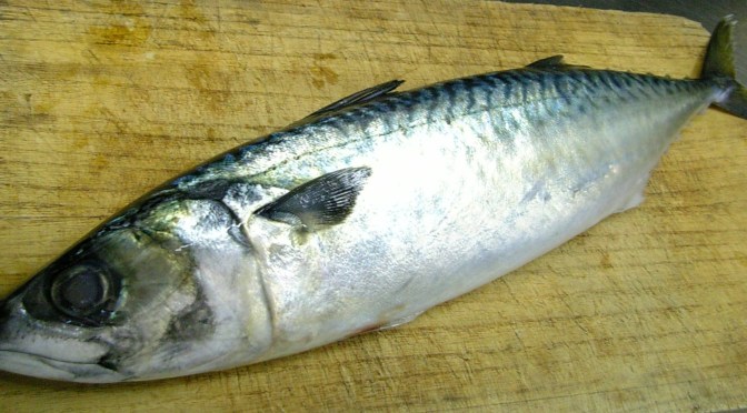 Japanese Fish Species 13: Saba/Mackerel
