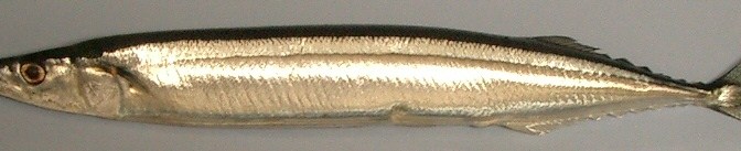 Japanese Fish Species 15: Sanma/Mackerel Pike