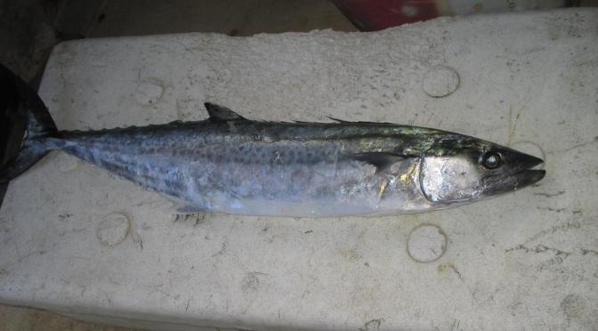 Japanese Fish Species 16: Sawara/Spanish Mackerel