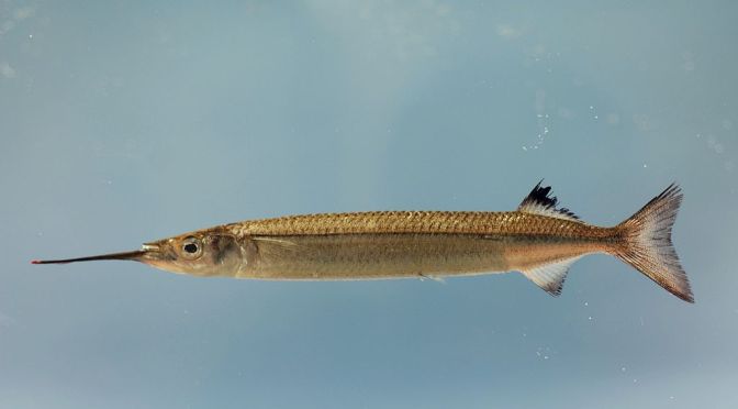 Japanese Fish Species 17: Japanese Half Beak