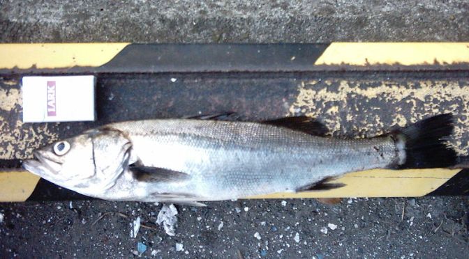 Japanese Fish Species 20: Suzuki/Seabass