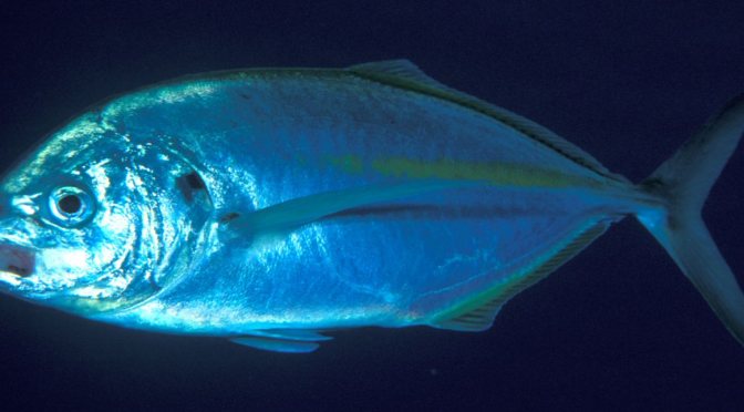 Japanese Fish species 18: Shimaaji/Striped Horsemackerel