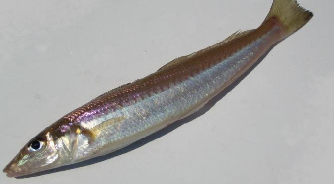 Japanese Fish Species 19: Shirogisu/Sillago