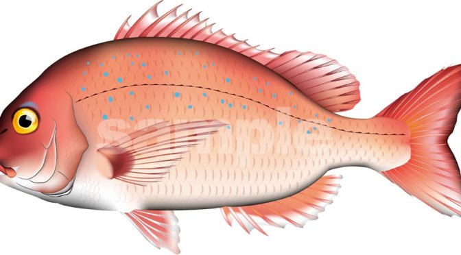Japanese Fish Species 22: Tai-Madai/Seabream