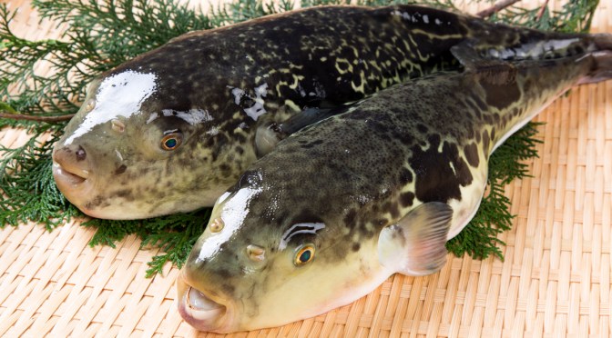 Japanese Fish Species 24: Torafugu/Tiger Puffer