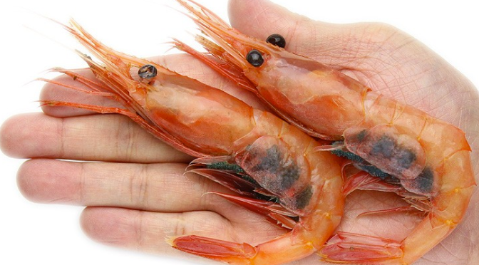 Japanese Crustacean Species 4: Amaebi/Alaskan Pink Shrimp-Pink Shrimp