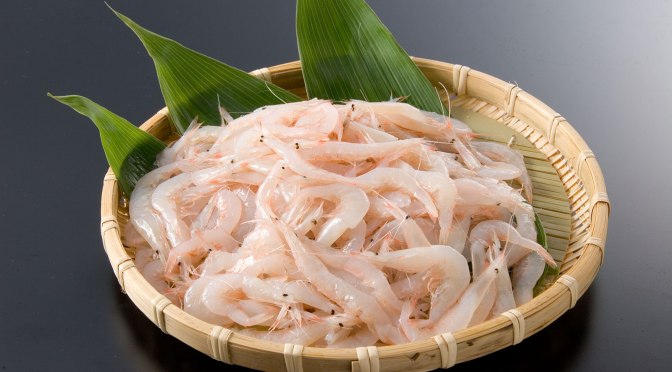 Japanese Crustacean Species 1: Shiro Ebi-White Shrimp