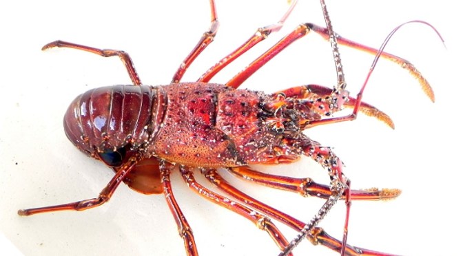 Japanese Crustacean Species 5: Ise Ebi/Japanese Spiny Lobster
