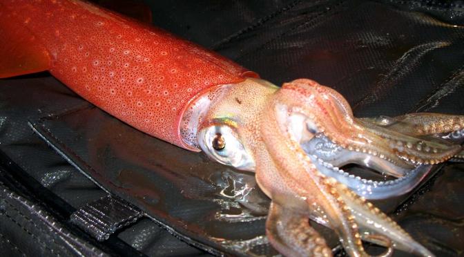 Japanese Cuttlefish/Squids Species 2: Kensaki Ika (Red Squid)