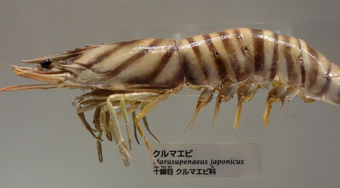 Japanese Crustacean Species 6: Kuruma Ebi/Japanese Imperial Prawn