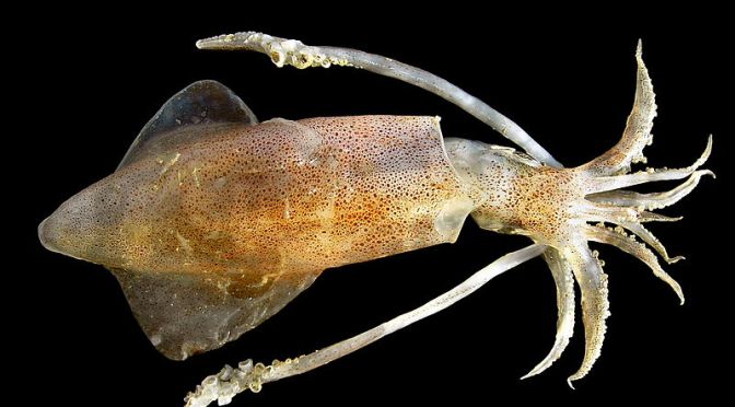 Japanese Cuttlefish/Squids Species 1: Yari Ika-Spear Squid