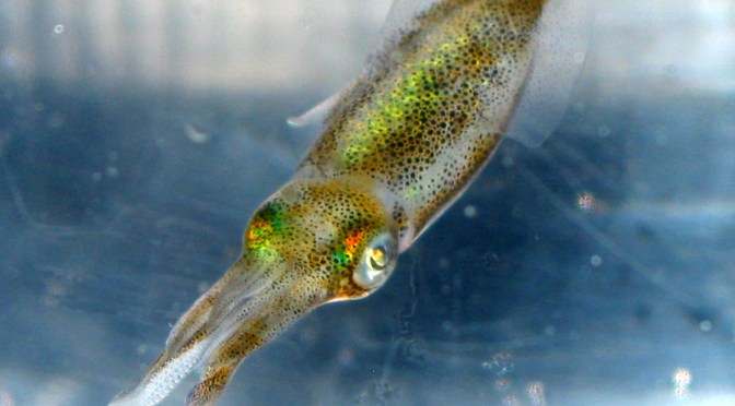 Japanese Cuttlefish/Squid Species 3: Aori Ika/Bigfin Reef Squid
