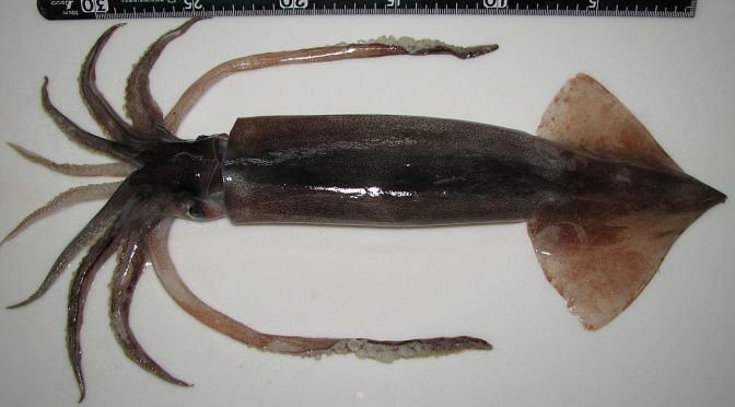 Japanese Cuttlefish/Squid Species 4: Surume Ika/Japanese Common Squid-Pacific Flying Squid