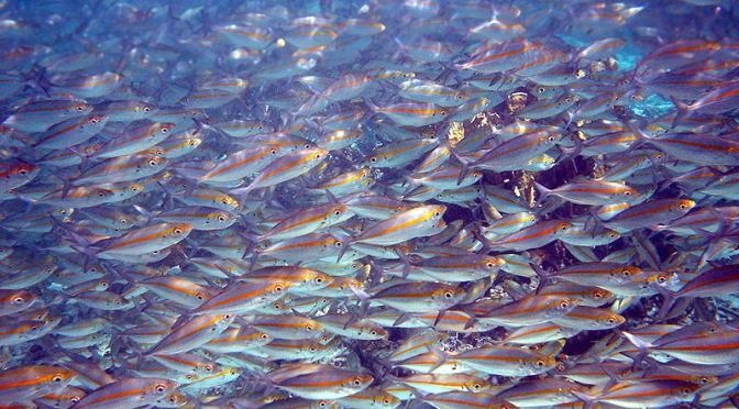 Japanese Fish: Japanese~English Lexicon (regularly amended)