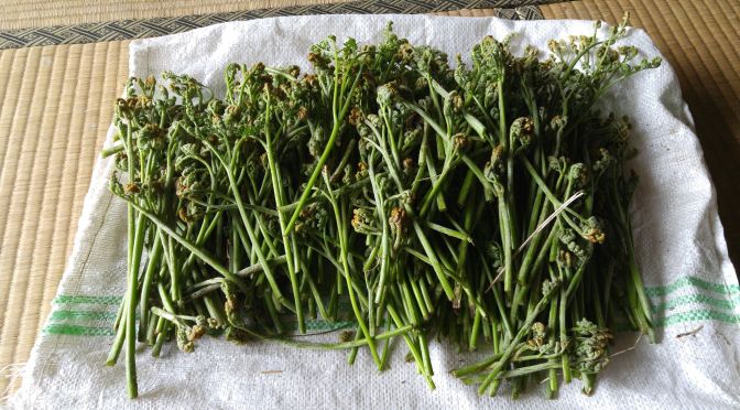 Fern & Bamboo Shoots Picking and BBQ in Higashi Mine, Shizuoka City wth Marufuku Seicha Co.!