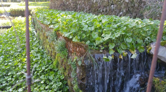 Shioya Kichie Wasabi Farm in Izu City, Shizuoka Prefecture!